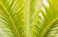 Green palm leaves in the morning summer sun. Conceptually set Royalty Free Stock Photo