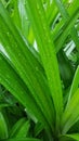 Light green pandan leaves with water droplets on the leaves, planted in the garden Royalty Free Stock Photo