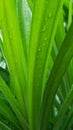 Light green pandan leaves with water droplets on the leaves, planted in the garden Royalty Free Stock Photo