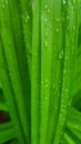 Light green pandan leaves with water droplets on the leaves, planted in the garden Royalty Free Stock Photo