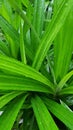 Light green pandan leaves with water droplets on the leaves, planted in the garden Royalty Free Stock Photo