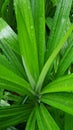 Light green pandan leaves with water droplets on the leaves, planted in the garden Royalty Free Stock Photo