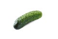 Light green pimpled cucumber isolated on a white background with a clipping path