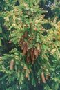 Light green pine tree branches with small pink buds and cluster of large brown pine cones.