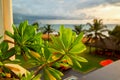 Light green plants on balcony, palm tree, beach, ocean and sky Royalty Free Stock Photo