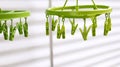 Light green plastic clothespins, green clip clothes on the hangers, use for hanging clothes or underwear after washing and drying. Royalty Free Stock Photo