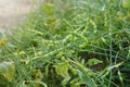 Light green pods of Rat-tailed Radish. Raphanus sativus Linn var. caudatus Alef.