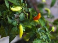 Light green and red cayenne pepper, small but pungent spicy taste Royalty Free Stock Photo