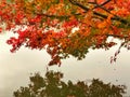 Light Green, Red, Orange and Yellow maple leaves on branch of tree in the public park with drop of water, Reflection on the river. Royalty Free Stock Photo