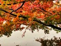 Light Green, Red, Orange and Yellow maple leaves on branch of tree in the public park with drop of water, Reflection on the river Royalty Free Stock Photo