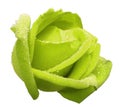 Light green rose flower with dew. Side view. White isolated background with clipping path. Closeup. no shadows. Royalty Free Stock Photo