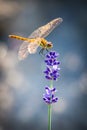 Perching Sympetrum Dragonfly on Lavender