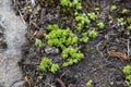 Light green Sedum microcarpum plants are characterised by succulent water-storing leaves and stems