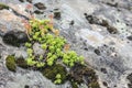 Light green Sedum microcarpum plants are characterised by succulent water-storing leaves and stems