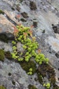 Light green Sedum microcarpum plants are characterised by succulent water-storing leaves and stems Royalty Free Stock Photo