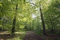 Light green springtime forest Royalty Free Stock Photo