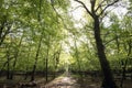 Light green springtime forest Royalty Free Stock Photo