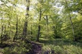 Light green springtime forest Royalty Free Stock Photo