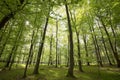 Light green springtime forest Royalty Free Stock Photo