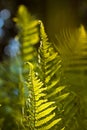 Light green sprouts of fern leaves grow in spring sun, dark natural forest blurred background, ecological nature protection Royalty Free Stock Photo