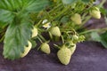 Light green unripe strawberries on a bush with green leaves growing on the ground.Close up.Concept of care, growing berries in the