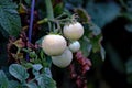 Light Green unripened Tomatoes