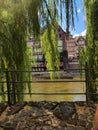 The river Ilmenau with weeping willows