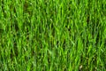 Light green wheat field close-up