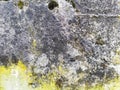 Light green and yellow moss on a flat surface of an old big gray stone Royalty Free Stock Photo