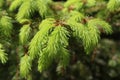 Light green young fur-tree branches in spring Royalty Free Stock Photo