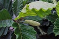 Light greenish lengthy fruits with wide green leafs