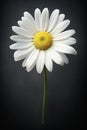 Blooming Resilience: The Opportunistic Beauty of White Daisies A