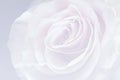 Light grey background with wonderful tender rose