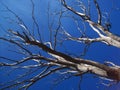 LIGHT ON GREY BRANCHES OF A DEAD TREE AGAINST BLUE SKY Royalty Free Stock Photo