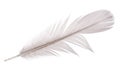 Light grey goose feather on white