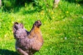 Light grey hen, right side, close up side photo in garden Royalty Free Stock Photo