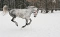 The light grey horse gallops