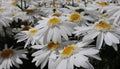 Light group of delicate daisies Royalty Free Stock Photo