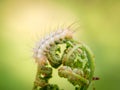 Light Hairy Caterpillar On Young Shoots Of Bracken Fern, Selective Focus