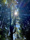 Sun rays of hope shining through nature at Panorama Park in North Vancouver BC, August 25, 2020 Royalty Free Stock Photo