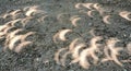the light of a hybrid solar eclipse that penetrates between tree leaves and reflections off the ground Royalty Free Stock Photo