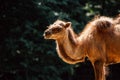 light illuminates a camel's gentle expression, showcasing its calm demeanor in a natural habitat