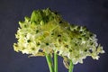 LIGHT ON INDOORS IMAGE OF CHINCHERINCHEE FLOWERS