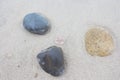 Light jelly fish on light sandy Baltic sand Shore Dune