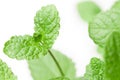 Light juicy fresh green peppermint leaves macro Royalty Free Stock Photo