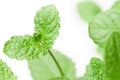 Light juicy fresh green peppermint leaves macro Royalty Free Stock Photo