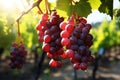 Light kissed grapes on the plantation create a visually stunning scene