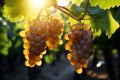 Light kissed grapes on the plantation create a visually stunning scene