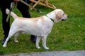 A light labrador in a collar stands and looks to the side near its owner.