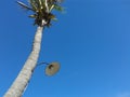 Light lamp on coconut tree